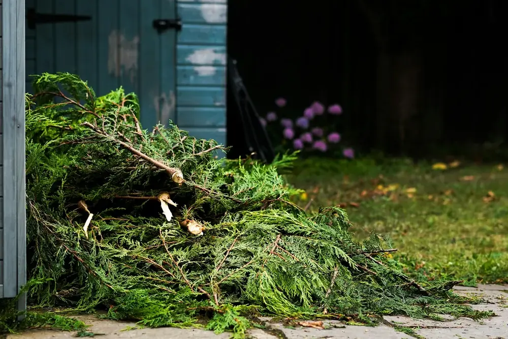 Cut cedar branches and brush piled on a patio after a hedge trim
